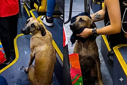 Passageiros e motorista se unem para acolher vira-lata caramelo molhado em transporte coletivo