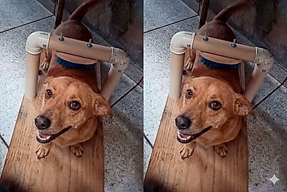 Invenção caseira de tutor vira febre ao dar autonomia para cachorro se coçar sozinho