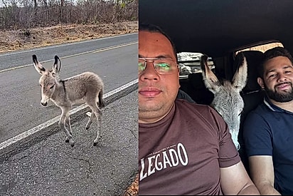 Não vamos deixar você aqui!: Amigos encontram jumentinha órfã ao lado da mãe já sem vida e resolvem mudar seu destino