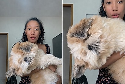 Conheça Theodoro, o cão de “raça rara” que conquistou a internet.