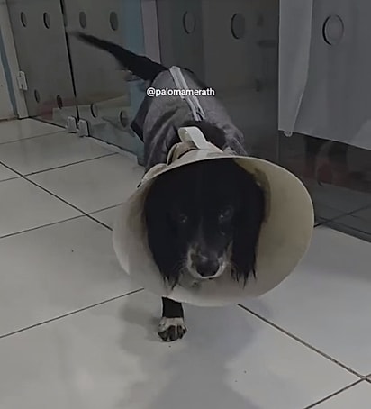 Mesmo diante de tanto sofrimento, ela ainda abanava o rabinho. 