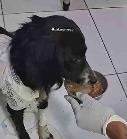 Bibi foi resgatada e levada à clínica. 