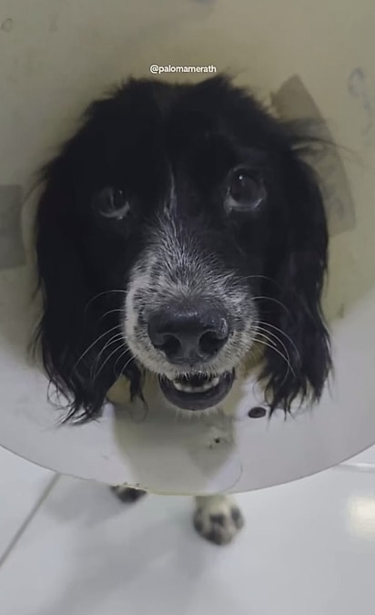 Bibi parecia muito grata.