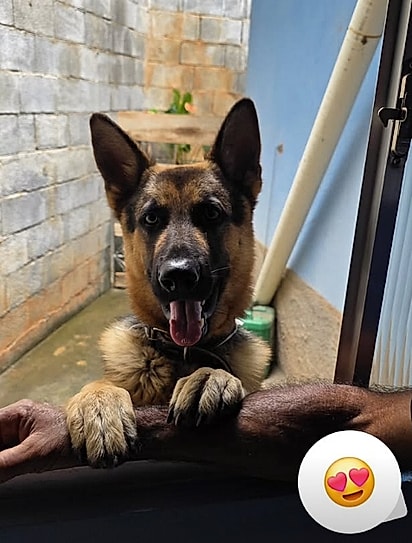 Rex está muito feliz com a sua nava família.