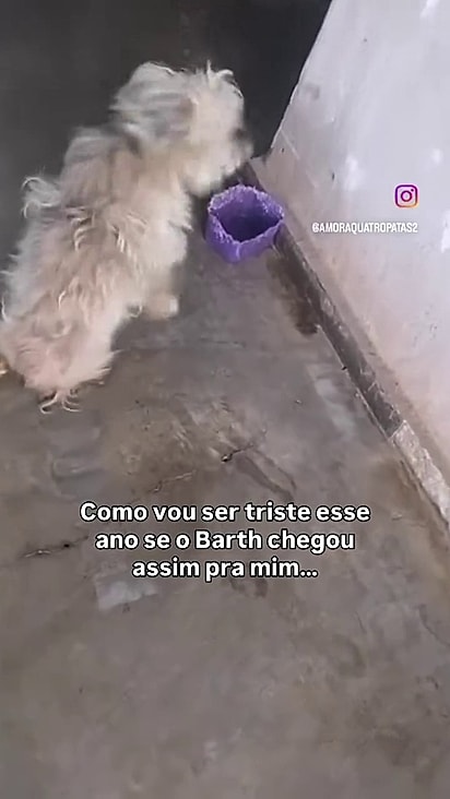 O cãozinho não conseguia levantar as patas traseiras.