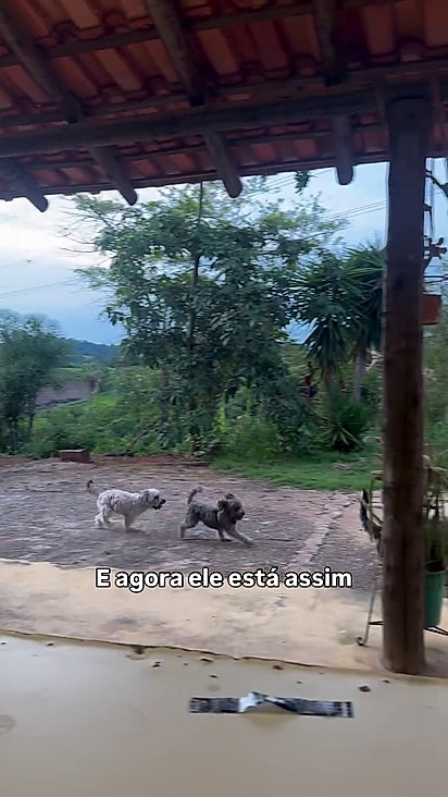 Com amor e cuidados ele recuperou os movimentos.