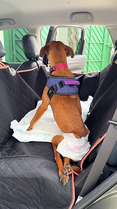 A ONG Casa do Vira-lata quem proporcionou isso.