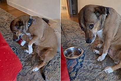 Conheça Coco: a cachorrinha resgatada que pede comida do jeito mais dramático possível.