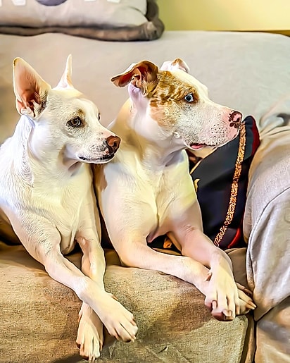 Milkshake e seu irmão canino, Poundcake.