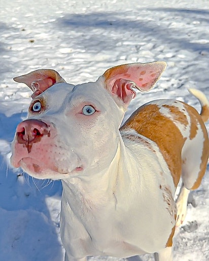 Milkshake é uma pitbull surda muito carinhosa.