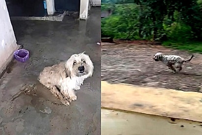 “Achei que estava sonhando”: Cão supera a paralisia após receber amor pela primeira vez e corrida emociona adotante
