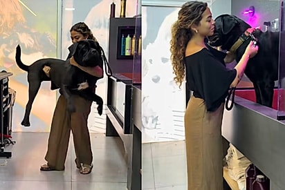 “Filhote? Só se for de boi”: groomer se surpreende com tamanho de cão Cane Corso