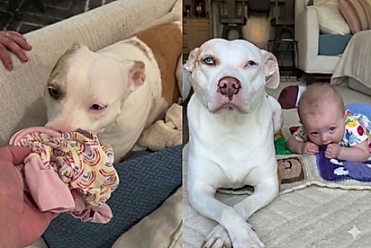 Pitbull surda assume papel de irmã mais velha e encanta ao cuidar de bebê