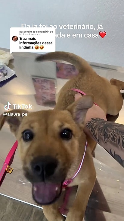 A cachorrinha foi microchipada e recebeu doses de vermífugo.