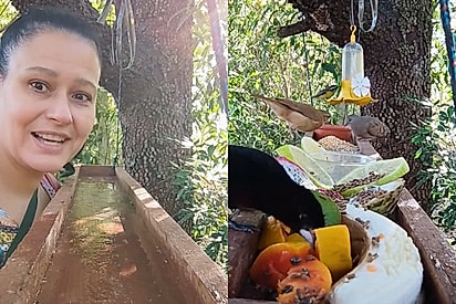 Estudante de biologia atrai aves livres com banquetes de frutas e conscientiza milhões de pessoas na internet