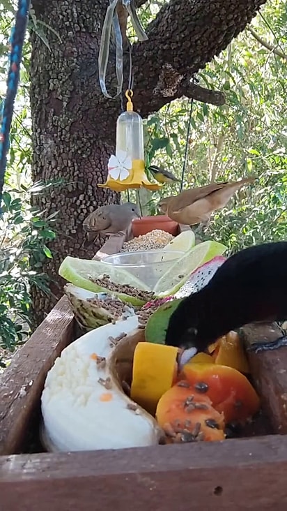 As aves já sabem que diariamente tem alimento.