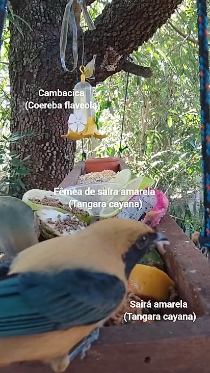 Diversas espécies de pássaros comem juntos.