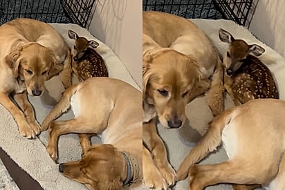 Cervo que cresceu ao lado de golden retrievers segue dormindo espremido com os “irmãos”