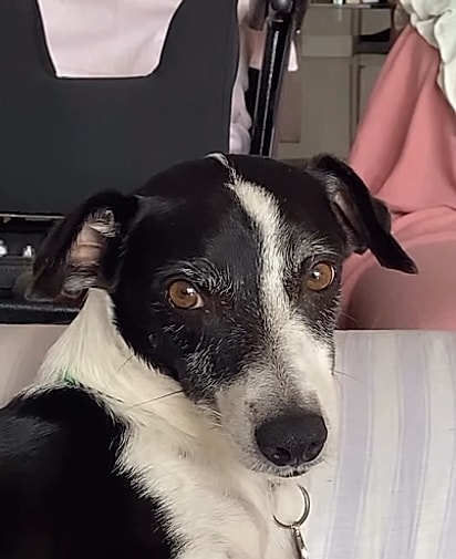 Bento, o cão atual da dupla.