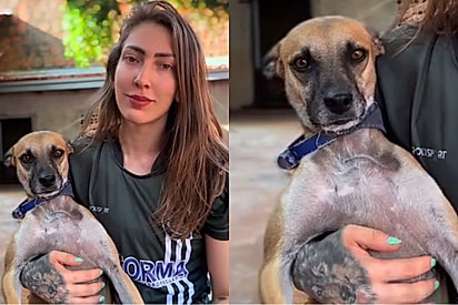 Veterinária recusa adoção após descobrir por que casal queria adotar cães para sua fazenda.