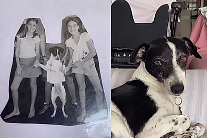 É idêntico: Irmãs encontram foto antiga com cão “aleatório” e percebem incrível semelhança com seu cão atual