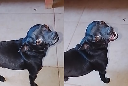 Mulher mostra que trocar faxina por cachorro foi o melhor “investimento” da vida