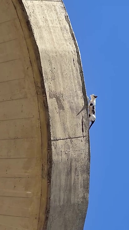 O animal estava andando no reservatório de água.