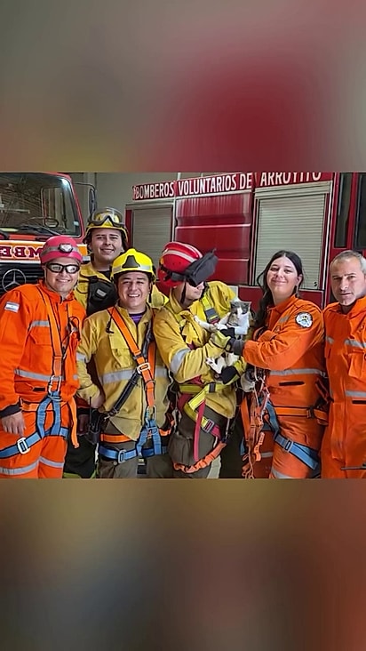 O felino foi entregue para uma ONG local.