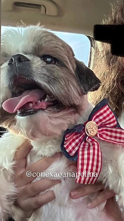 A cachorrinha foi levada de perto de casa.