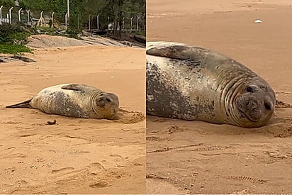 Moradores celebram recuperação de elefante-marinho que virou símbolo da cidade.