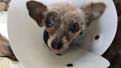 Após ser usada como matriz, Kira foi abandonada à própria sorte.