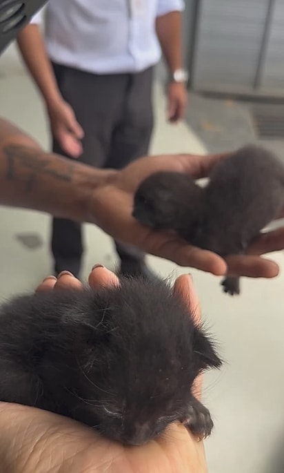 Os primeiros gatinhos encontrados no carro.