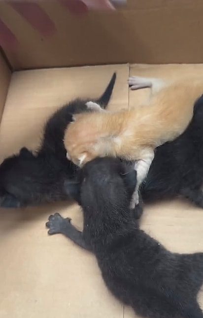 Quatro gatinhos estavam no carro.