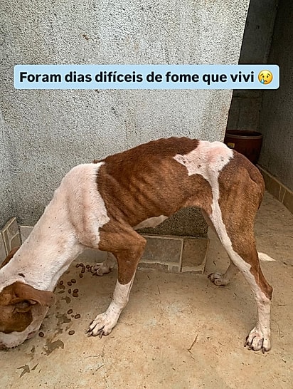 Rbi estava desnutrida quando foi resgatada.