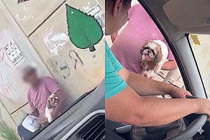 Onde você arrumou essa cachorra?: Família recupera Shih-tzu após motorista desconfiar de tentativa de venda no trânsito