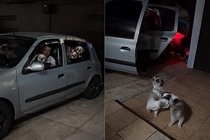 “Um Clio, um sonho e muitos pets”: família cruza 1.766 km sem deixar ninguém para trás.