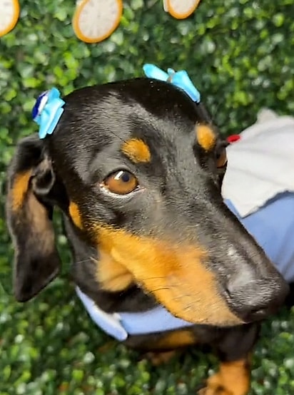 Mia, uma cachorrinha salsicha.