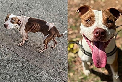 Rubi não consegue parar de sorrir: Pitbull que foi encontrada raquítica ganha chance de ser feliz e aproveita ao máximo