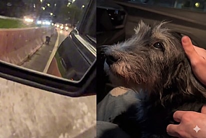 Oi, princesa!: Perdida na marginal, cachorrinha não sabia que estava prestes a encontrar quem mudaria o seu destino