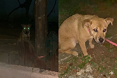 Cachorra abandonada em poste ganha nova família e supera traumas em novo lar