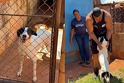 “Quero o cão mais difícil de adotar”: Atleta faz pedido inesperado em abrigo e destino de Belinha muda para sempre