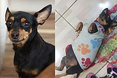 “Pinscher misturada com outro catioro”: tutora mostra a surpresa que ganhou após cachorro invadir seu quintal.