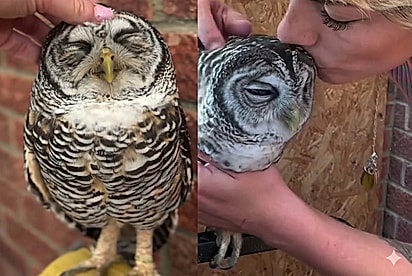 Coruja que nasceu com necessidades especiais tinha a eutanásia como destino, até que um anjo cruzou seu caminho.