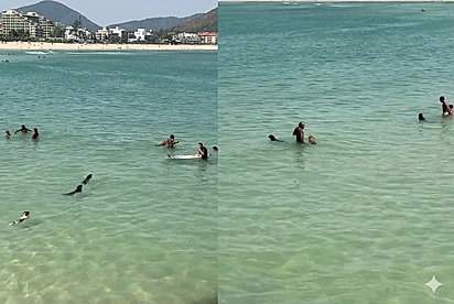 Cães seguem tutor mar adentro e cena de lealdade emociona.