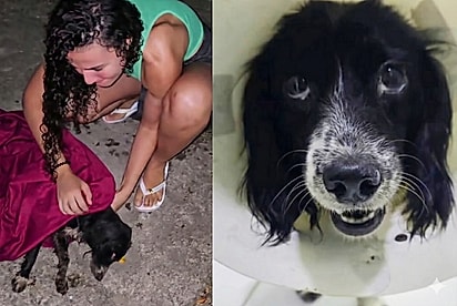 “Ela só queria ser amada”: Moça ajuda cachorrinha que havia desistido e, cinco dias depois, rabinho volta a abanar