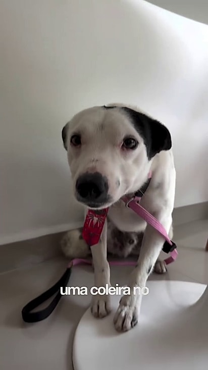 Beatriz viu que precisava resignificar alguns traumas do pet.