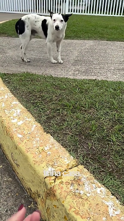 O cãozinho ficava na rua esperando a tutora.