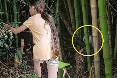 Gritos no matagal durante funeral levam família a resgatar cinco filhotes.