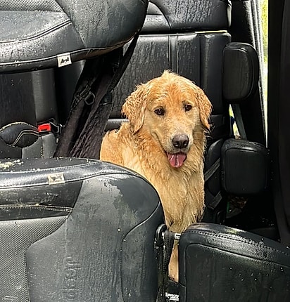 Ambos os pets sairam ilesos.