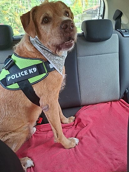 Uma vakinha foi criada para o transporte do cão.